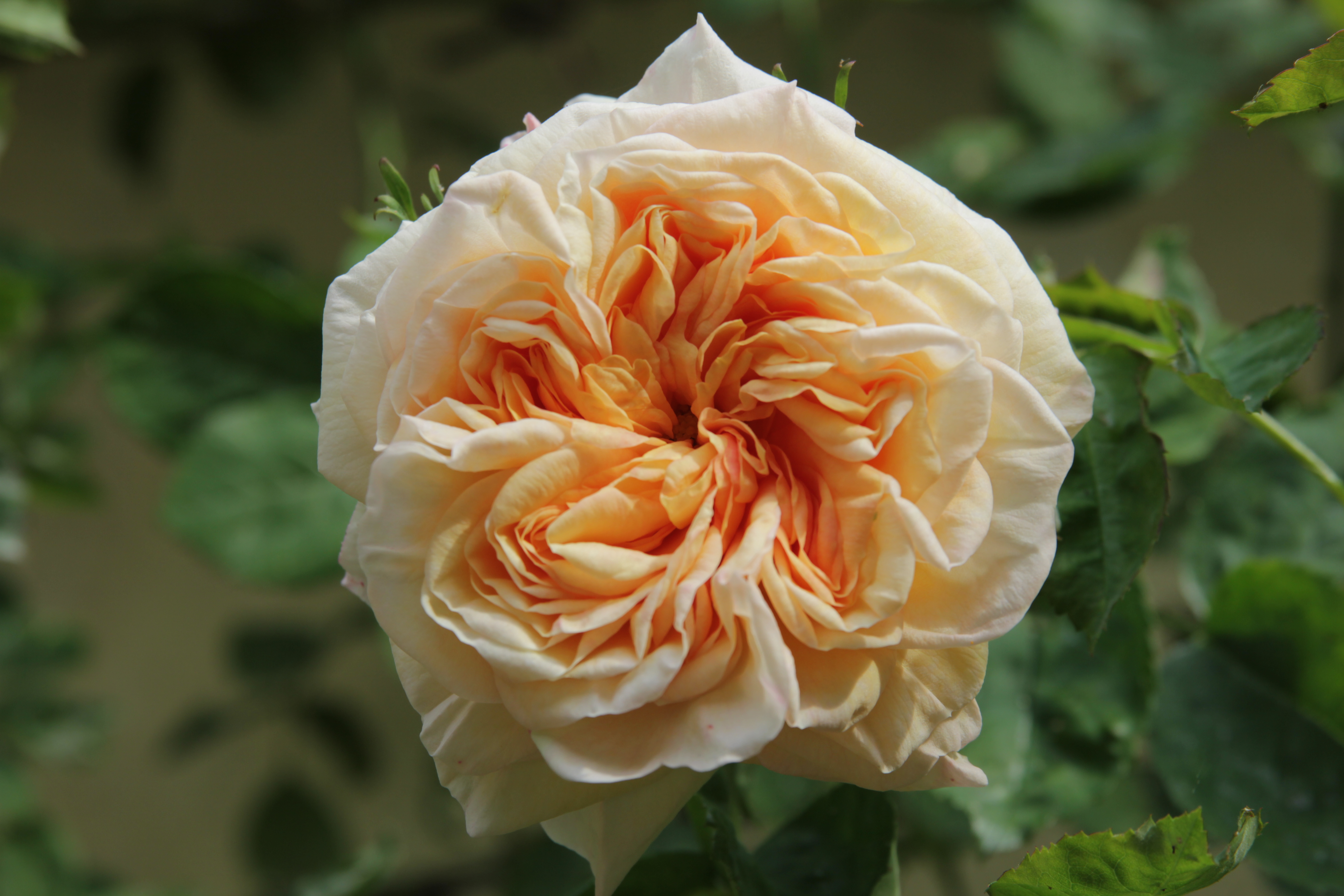 rosa gloire de dijon (3)