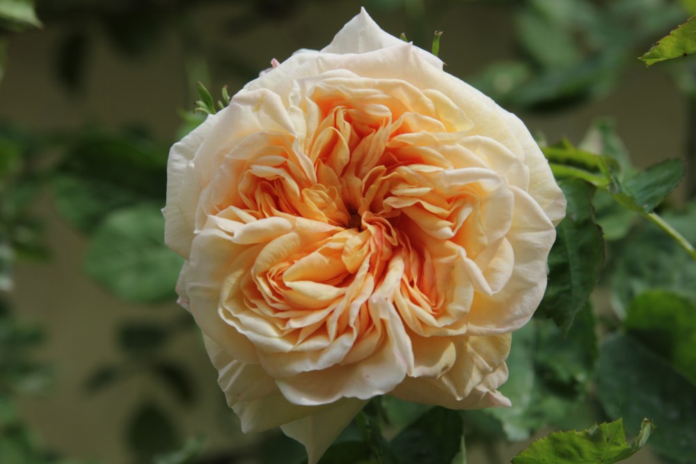 rosa gloire de dijon (3).JPG