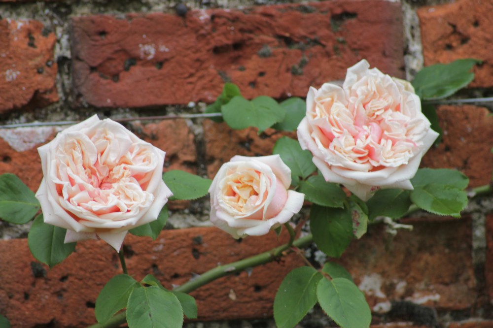 rosa gloire de dijon.JPG