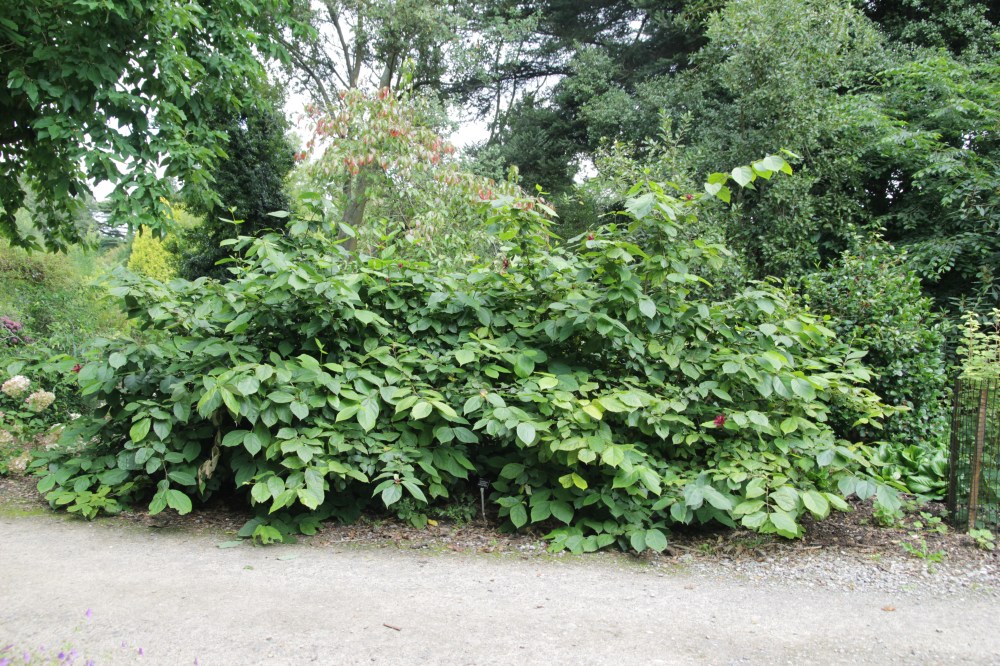calycanthus x raulstonii hartlage wine (2)