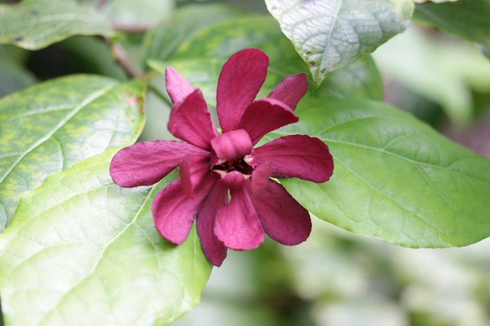 calycanthus x raulstonii hartlage wine (4)