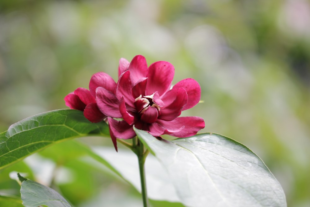 calycanthus x raulstonii hartlage wine (5)