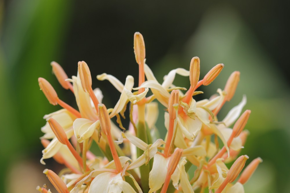 hedychium densiflorum stephen (5).JPG