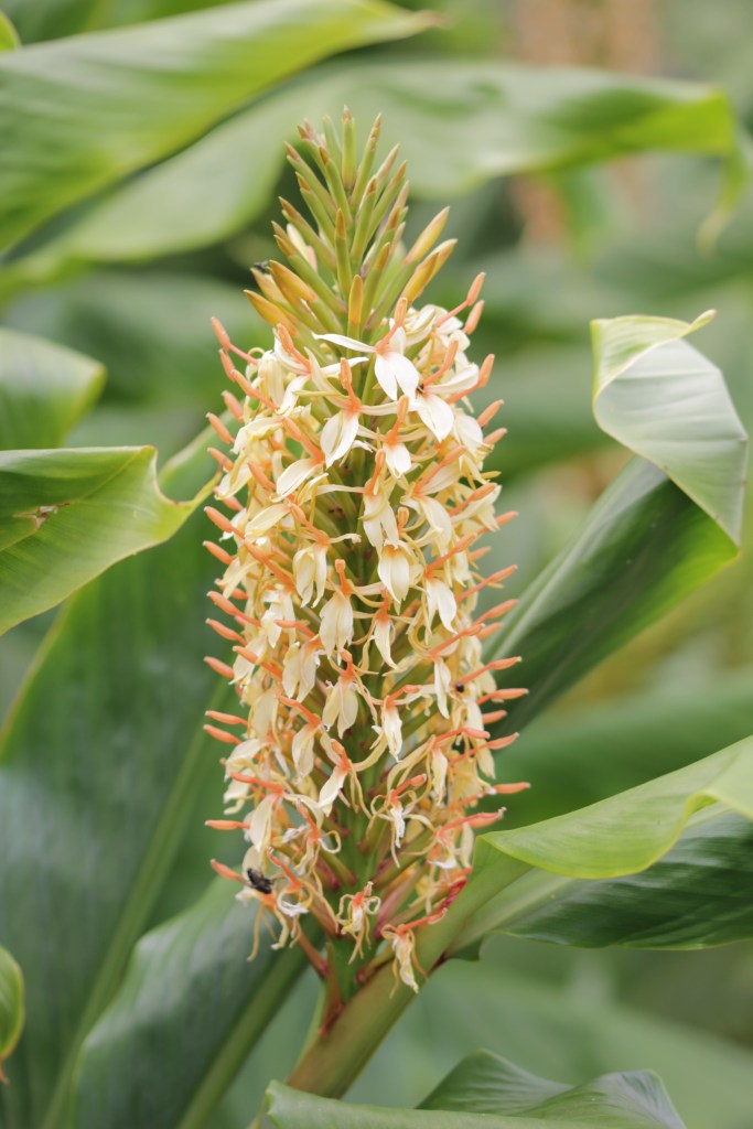 hedychium densiflorum stephen