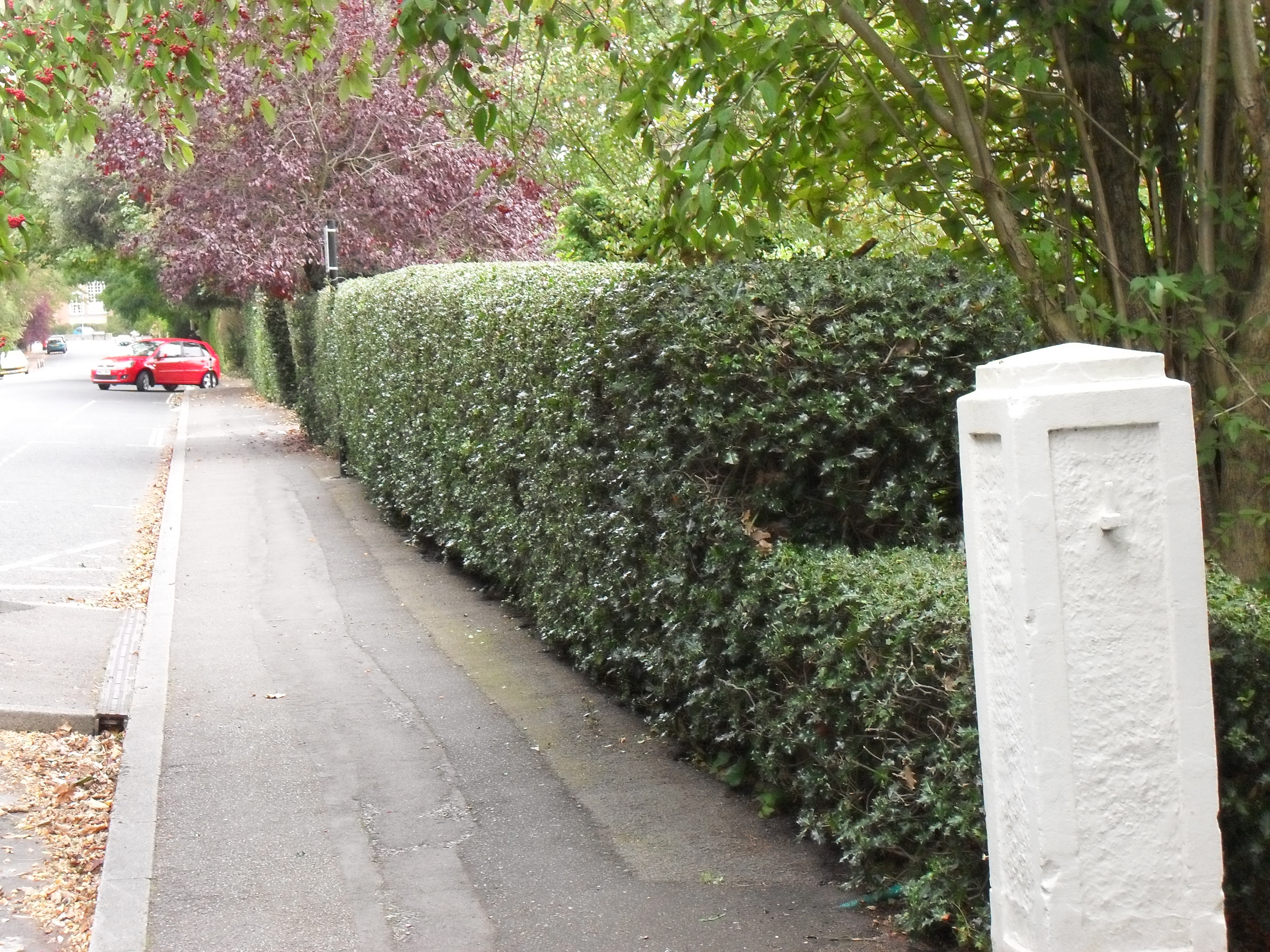 Help fixing scuff marks from country lane hedges
