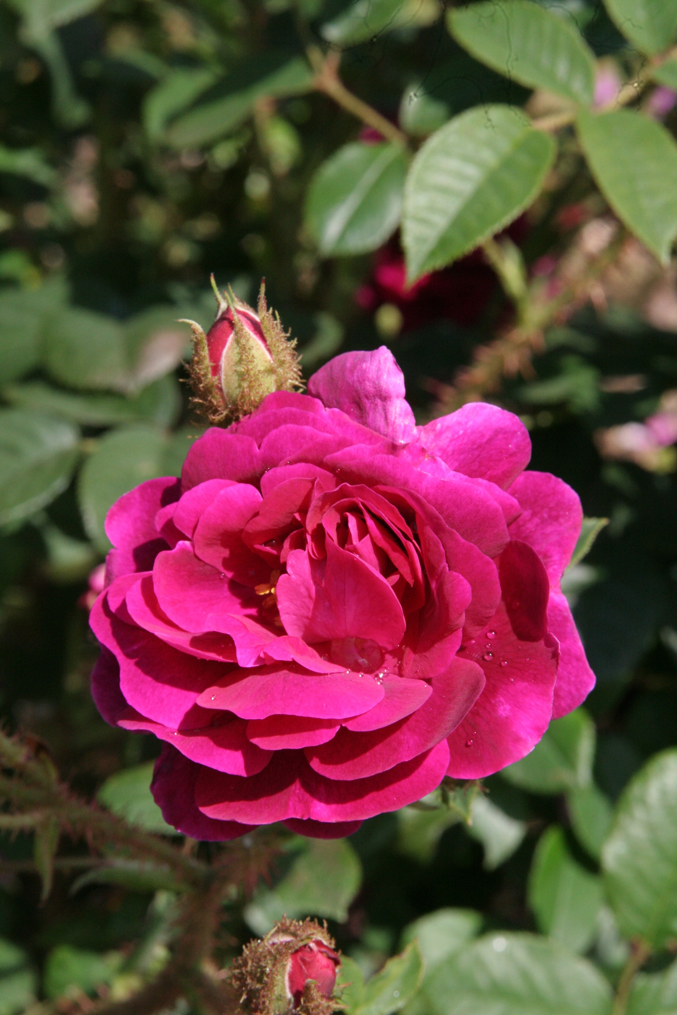 The glory of the moss roses – Thomas Stone MCI Hort MPGCA
