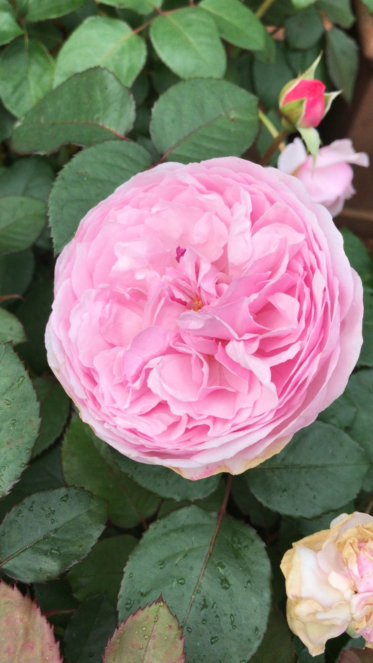 How Do Roses Look Identifying roses-Part 1, the basics – Thomas Stone MCI Hort MPGCA