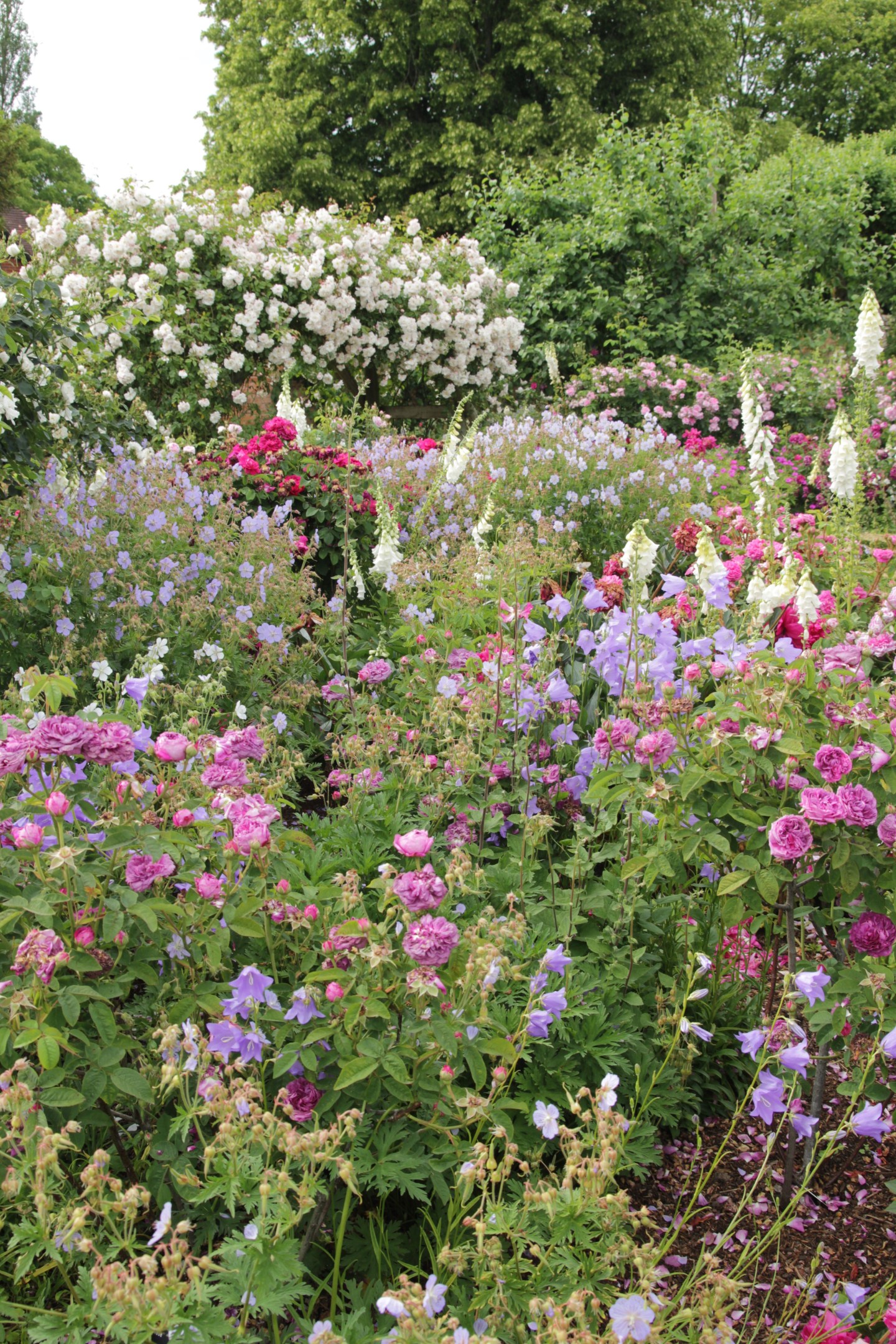 Under planting roses part 1, the reasoning behind its – Thomas Stone ...